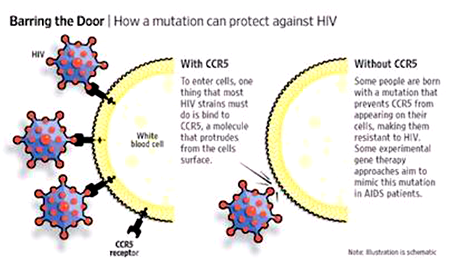 VIH/sida - La structure du récepteur CCR5, porte d’entrée de l’infection, décryptée par l’Institut médical de Shanghai