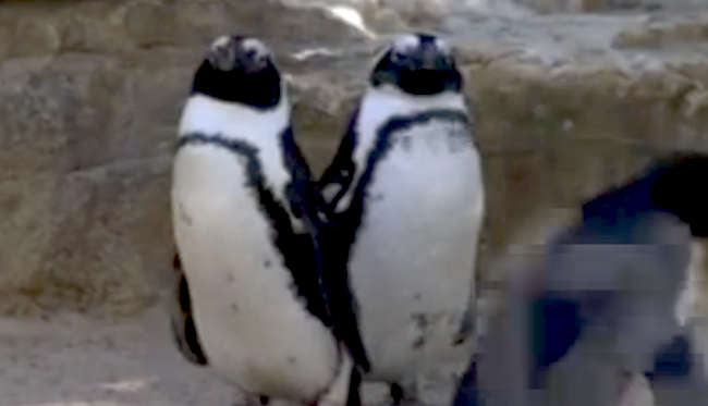 Un #couple de #pingouins #homosexuels suscite la #curiosité au #zoo de Tel-Aviv (vidéo)