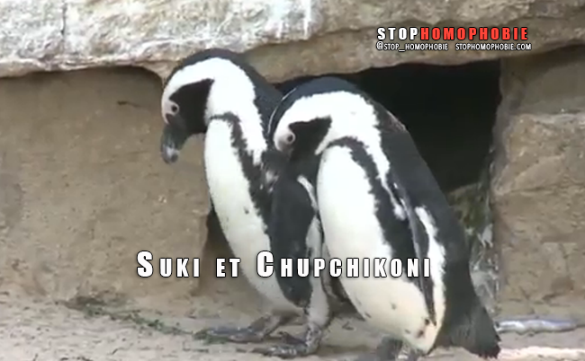 Quand un couple de #pingouins #homosexuels suscite l'émotion au zoo de Tel-Aviv